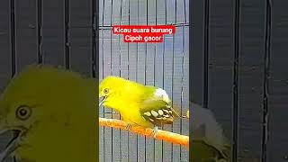 Download lagu Kicau Suara Burung Cipoh Gacor#sirtugacor #shorts mp3