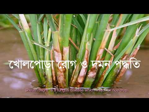 খোলপোড়া রোগ ও দমন পদ্ধতি