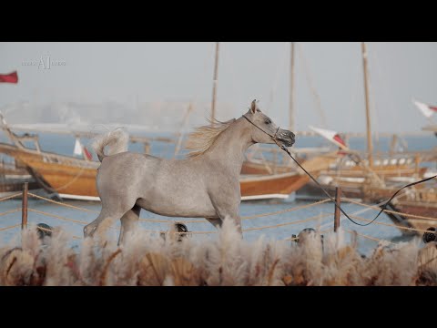 🇦🇪 DUBAI STUD - Achievements, 2022 KIAHF ARABIAN PENINSULA SHOW