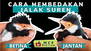 Download lagu HOW TO DIFFERENT MAN AND FEMALE SUREN STARING mp3 Download lagu HOW TO DIFFERENT MAN AND FEMALE SUREN STARING mp3