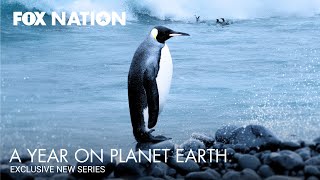 A Year on Planet Earth Official Trailer | Only on Fox Nation