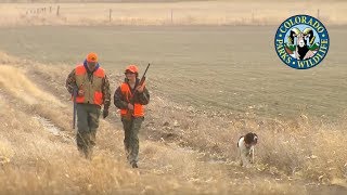 Pheasant Hunting Colorado