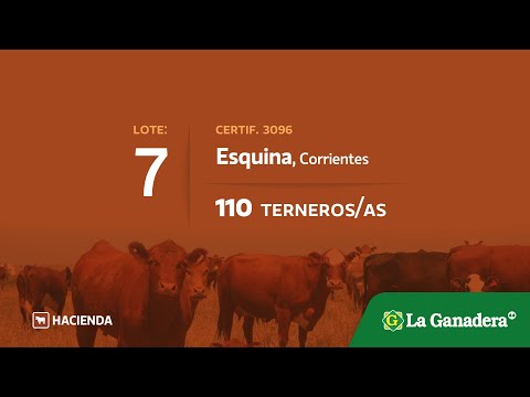 Lote Terneros/as en Esquina (Ctes)