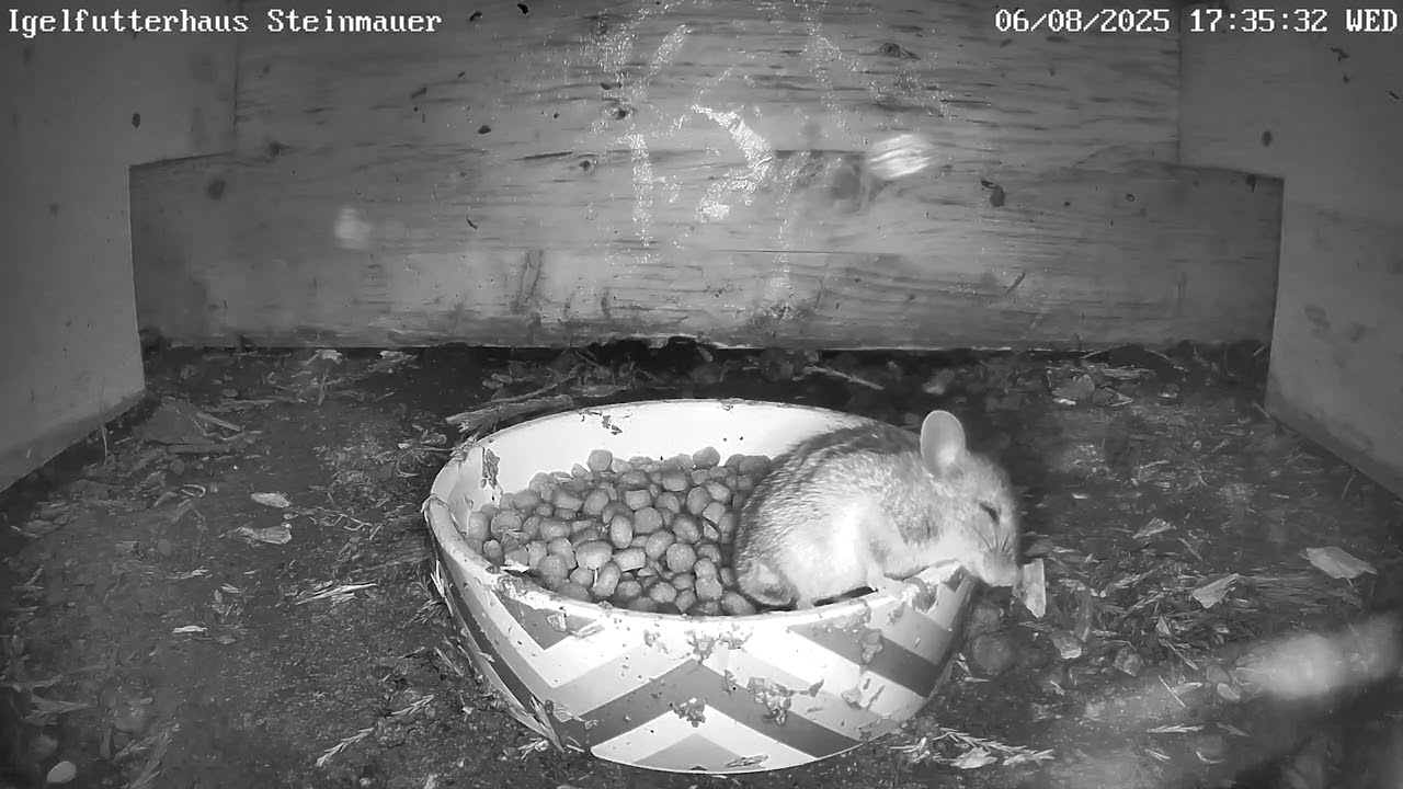 Die letzten Minuten im Leben einer Maus