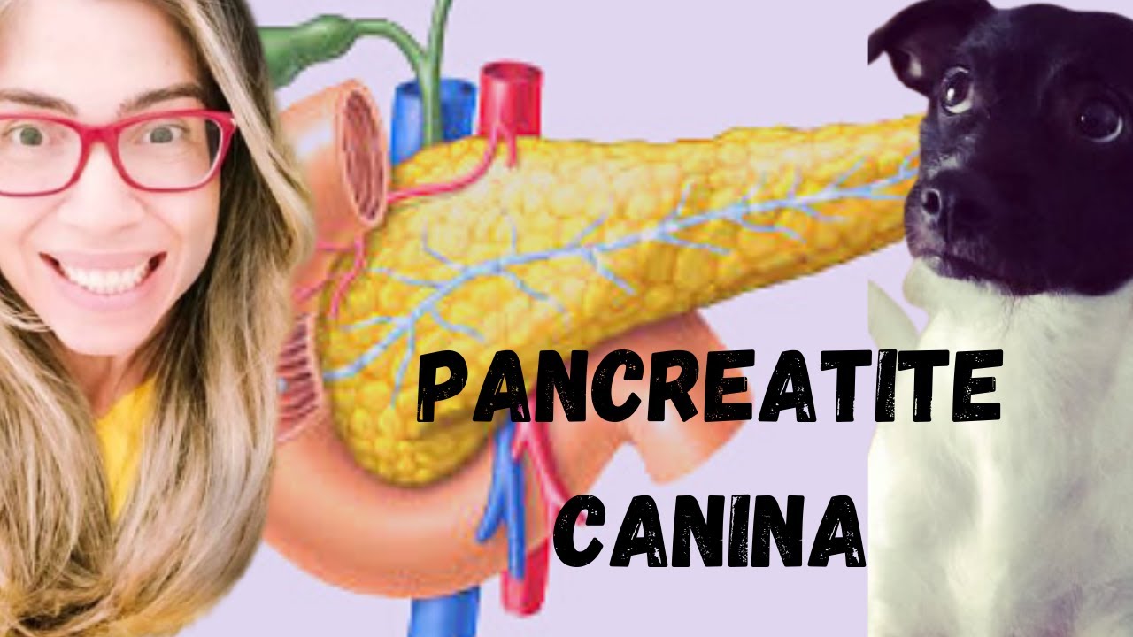 Pancreatite canina