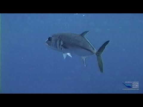 SeaScope 28 - Form and Function