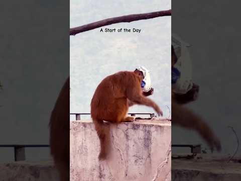 #monkey #life #mountains #monkeyvideo #nature #travel #life #india #monkeylove #wildlife #cute