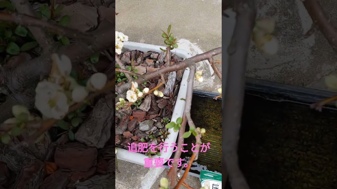 ボケの追肥r8/4/2