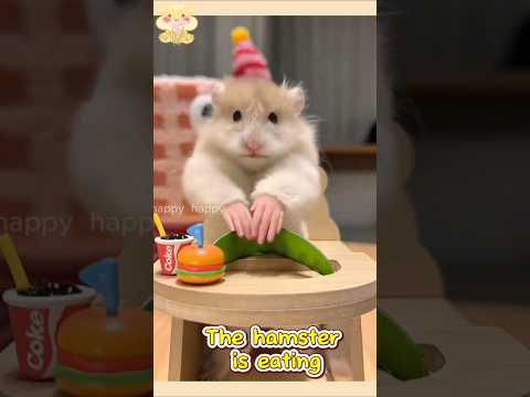 #Fyp #Hamster #Hamsters #Hamstersoftiktok #Thehamsterstation #Pet1
