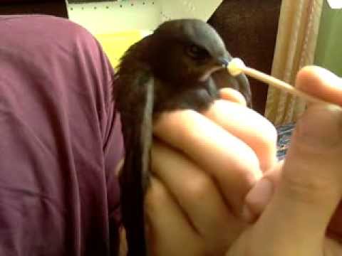 Karmienie Jerzyka II