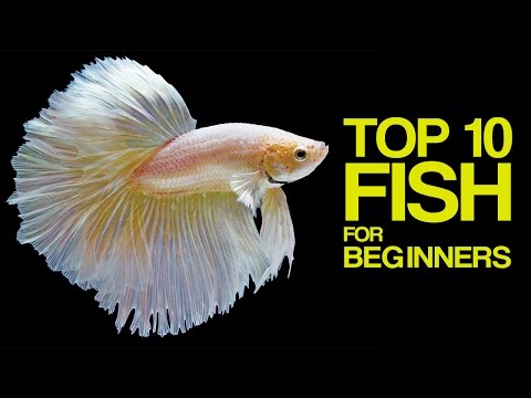 Top 10 Aquarium Fish for Beginners