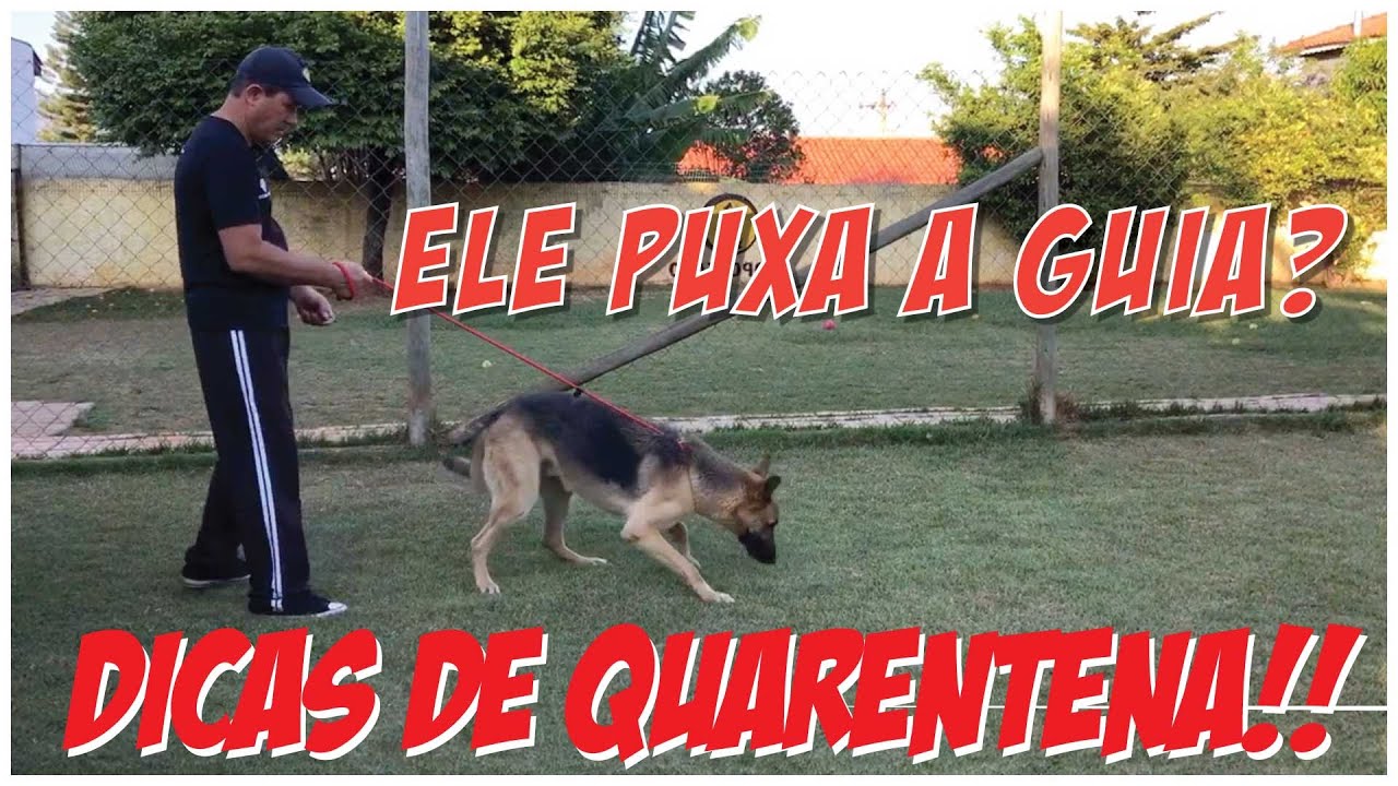 🐩Seu Cachorro Puxa a Guia? ✅Vamos resolver isso!🤨