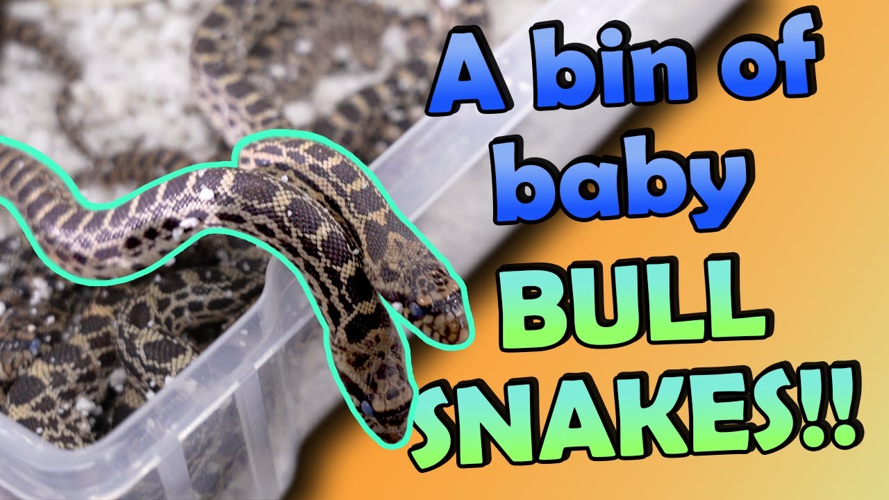 Our Zoo's Bullsnake Babies Hatched!
