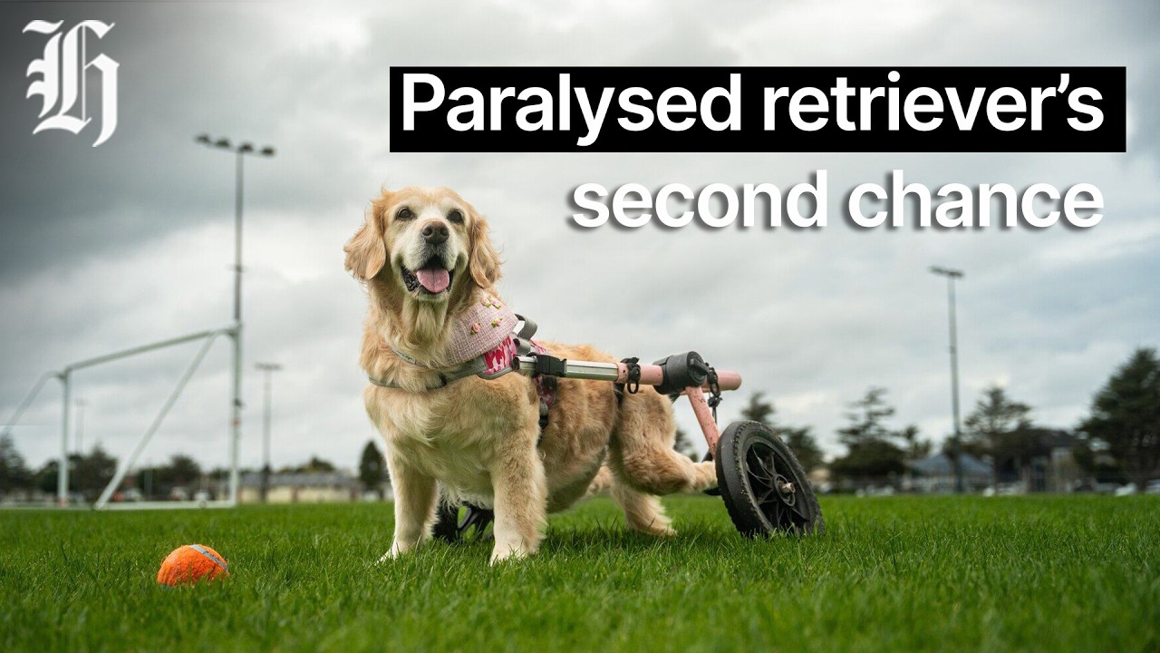 Paralysed golden retriever gets second chance at life