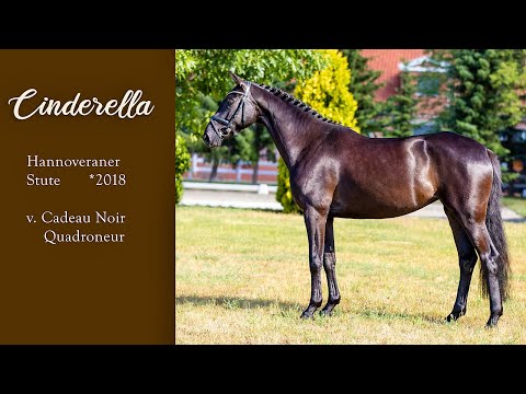 Verkaufspferd: Hannoveraner Stute "Cinderella" *18 v. Cadeau Noir/Quadroneur