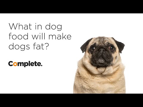 What in dog food makes dog fat?