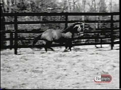 Northern Dancer - Life And Times - Part I
