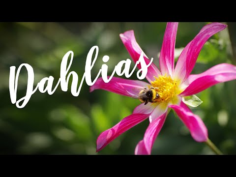 Plant of the Moment- Dahlias | Hampton Court Palace