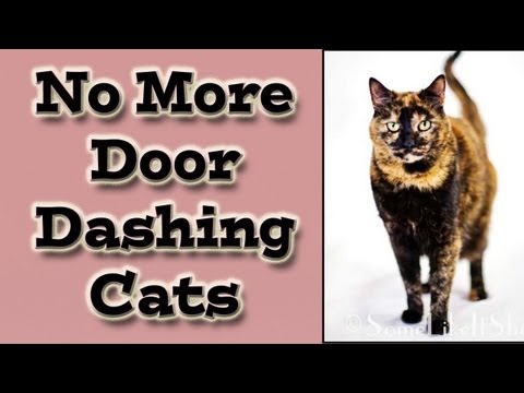 Cat Training: No More Door Dashing