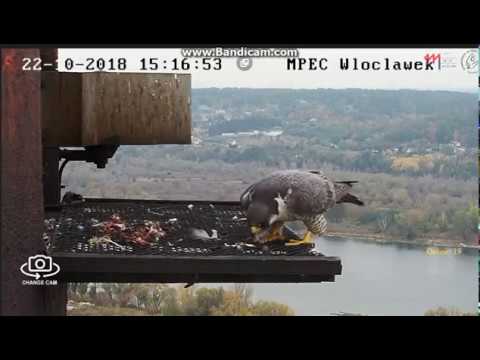 MPEC Włocławek Poland - Glinka arrived  on the platform -  2018 10 22 15