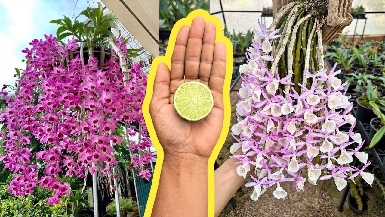 LEMON MAKES ANY ORCHIDS FLOWER #shorts #orchids #orchids #orchid #orchid