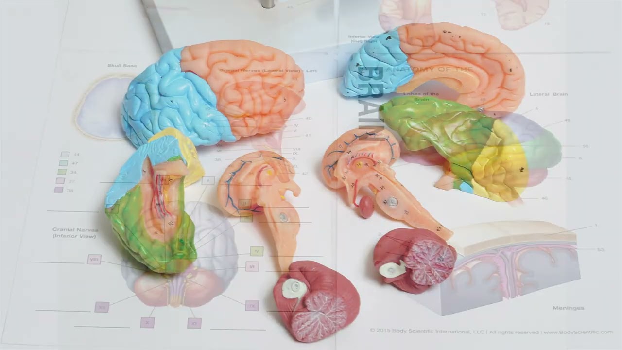 Eight-Part Human Brain Model | Nasco Education