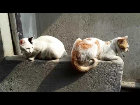 Cat sun bath...urmi pinky