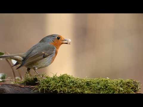 Lucio Battisti vs. Röyksopp