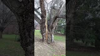 An old Locust Tree!
