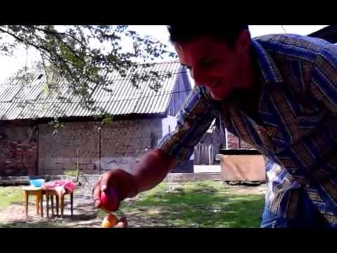 gratar chiraleu nicolae guta