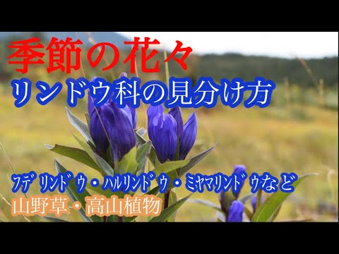 黄色いリンドウ 植物