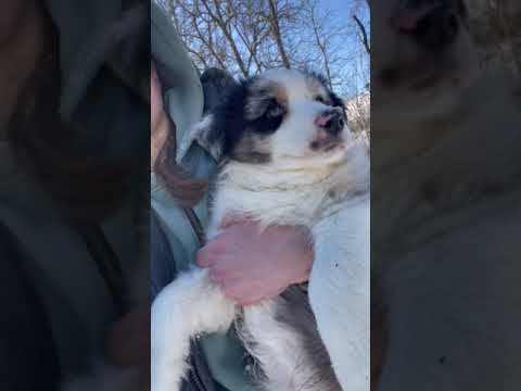 Australian Shepherd puppy for sale
