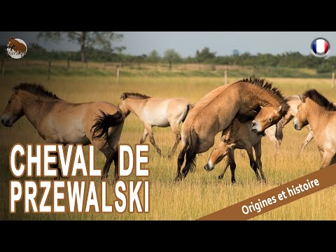 , title : 'CHEVAL DE PRZEWALSKI, l'un des chevaux les plus primitifs du monde, ORIGINE DES RACES'