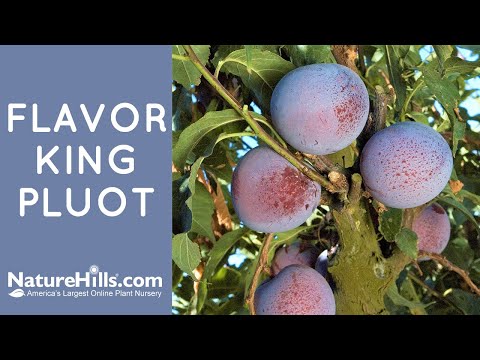 Flavor King Pluot | NatureHills.com