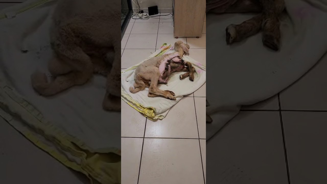 Zuzu video