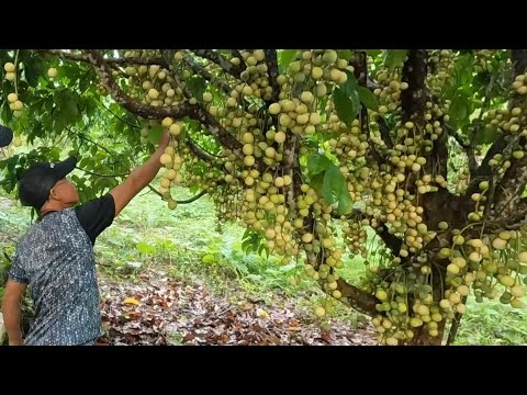 EP811-P1 - Rambutan and Lanzones Harvest | Or. Mindoro