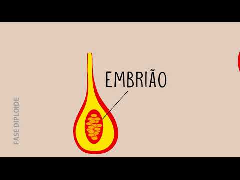 Ciclo de Vida das Briófitas