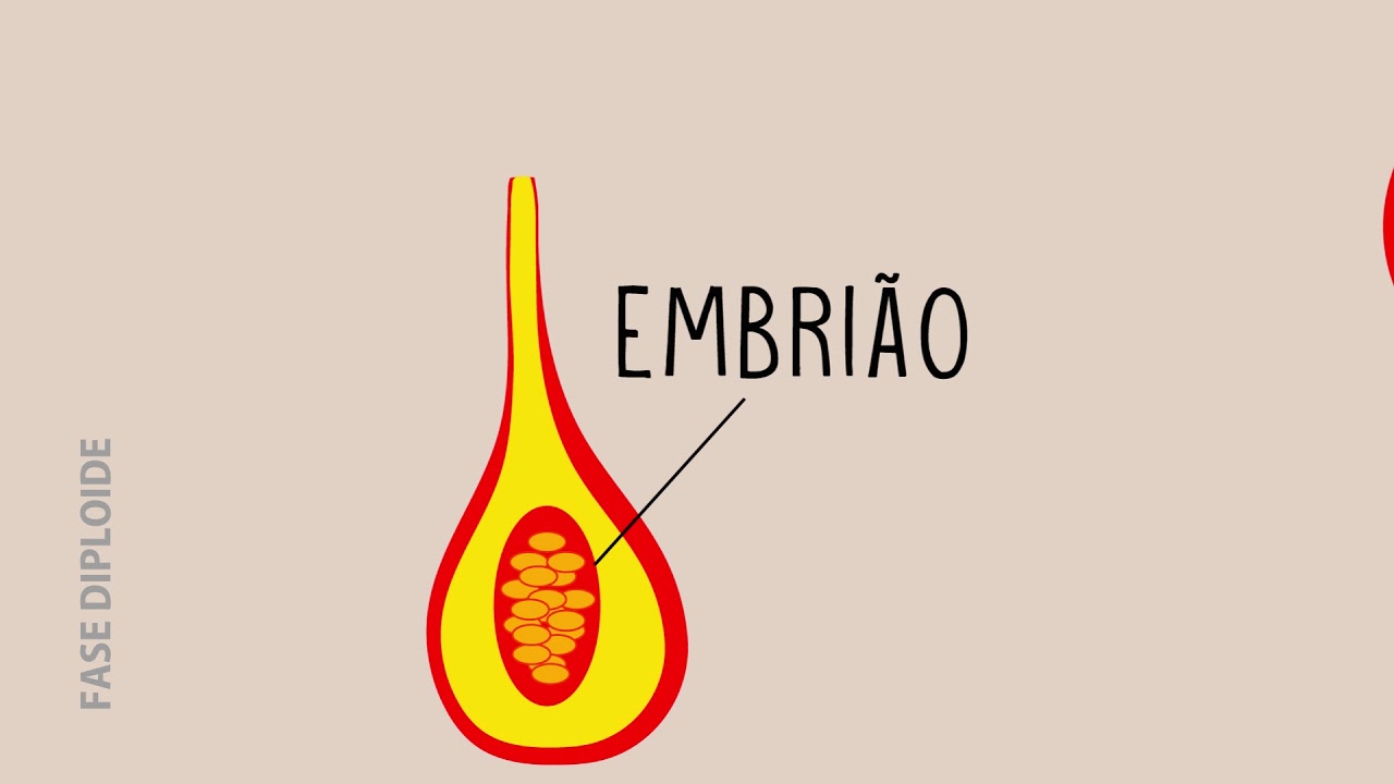 Ciclo de Vida das Briófitas