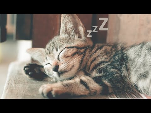 The Meaning Behind Your Cat's Sleeping Positions