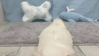 マルチーズの動画01