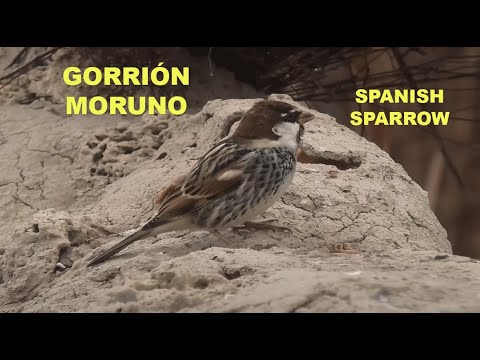 GORRIÓN MORUNO | SPANISH SPARROW | Passer hispan