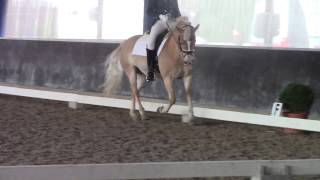 Dressage test Astrid van Hensbergen with Haflinger pony Calysa (KNHS / FEI / M1)