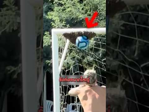 พวกเขาเจอรังต่ออันใหญ่ที่คานประตูฟุตบอล แต่กลับทำแบบนี้!🐝 #shorts #viral