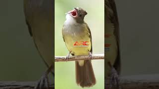 Download lagu CUCAK JENGGOT GACOR EDAN mp3 Download lagu CUCAK JENGGOT GACOR EDAN mp3