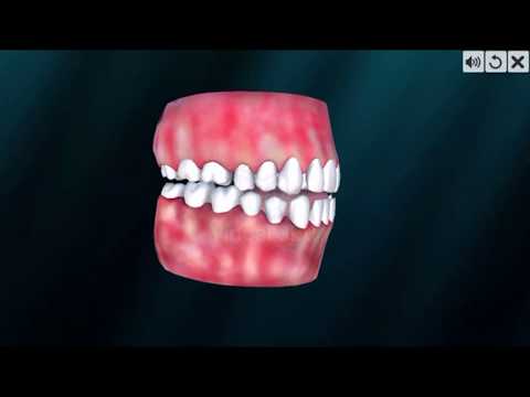 Incredible Human Teeth