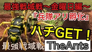 ヨーロッパアシナガバチGET！最強戦域戦～金曜日編～兵隊アリ孵化