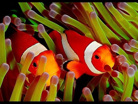 Clown Fish - My animal friends - Animals Documentary -Kids educational Videos | Video & Photo Clown Fish - My animal friends - Animals Documentary -Kids educational Videos | Video & Photo