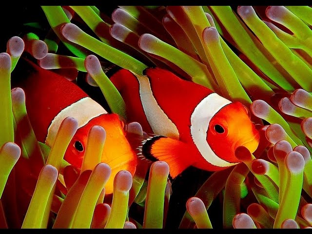 Clown Fish - My animal friends - Animals Documentary -Kids educational Videos