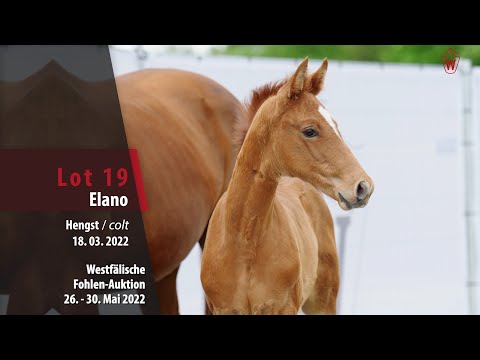 Fohlen-Auktion 26. - 30. Mai Lot 19 Elano Hengst v. Escolar - Dimaggio