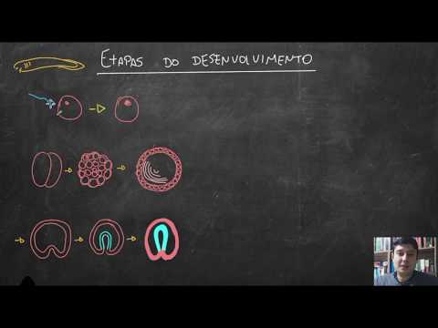 Embriologia 02   Etapas do desenvolvimento embrionário animal